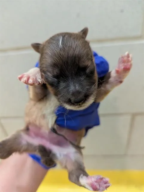 A baby small-sized female Mixed Breed dog named Peggy for adoption in Dallas, TX