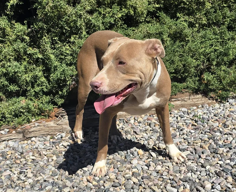 A young medium-sized female Golden American Staffordshire Terrier dog named Pretty Ms Pinon  for adoption in Albuquerque, NM