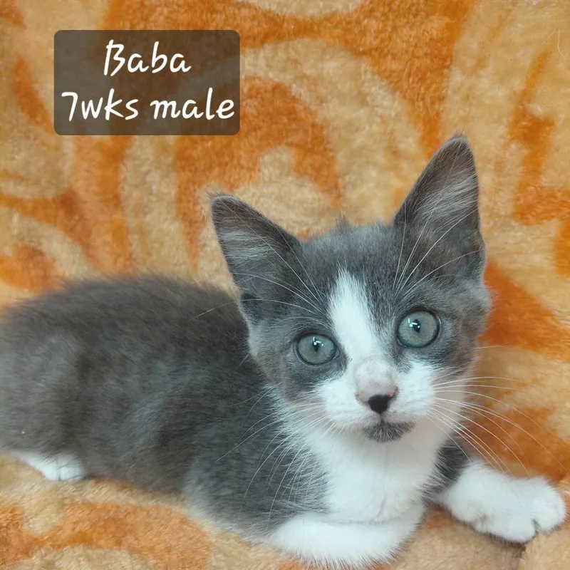 A baby small-sized male Domestic Short Hair cat named Baba for adoption in New Tazewell, TN