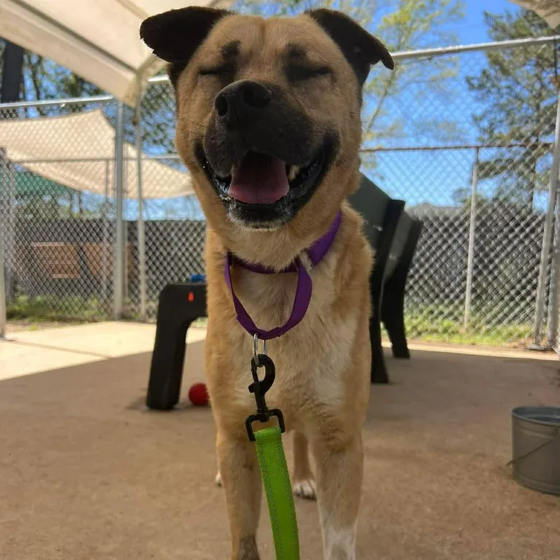 An adult medium-sized male Golden Labrador Retriever dog named Thatcher for adoption in Spring, TX