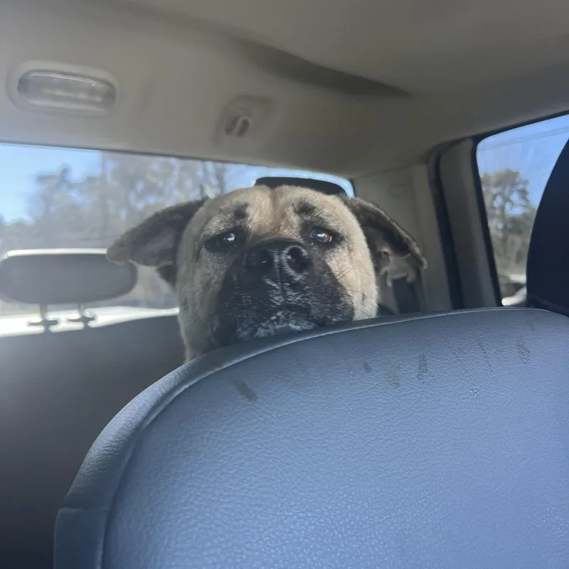 Thatcher thumbnail 5