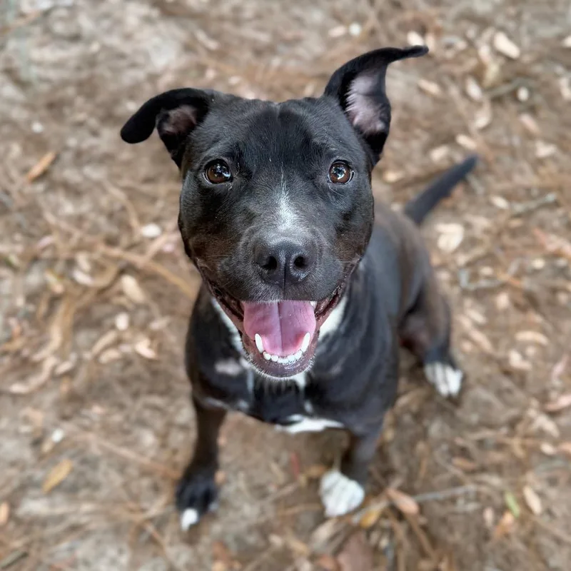 A young medium-sized female Black Mixed Breed dog named Charlie for adoption in Milton, FL