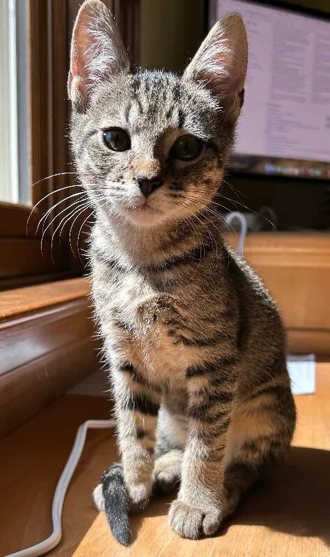 A young medium-sized male Brown / Chocolate Domestic Short Hair cat named Opie for adoption in Fort Collins, CO