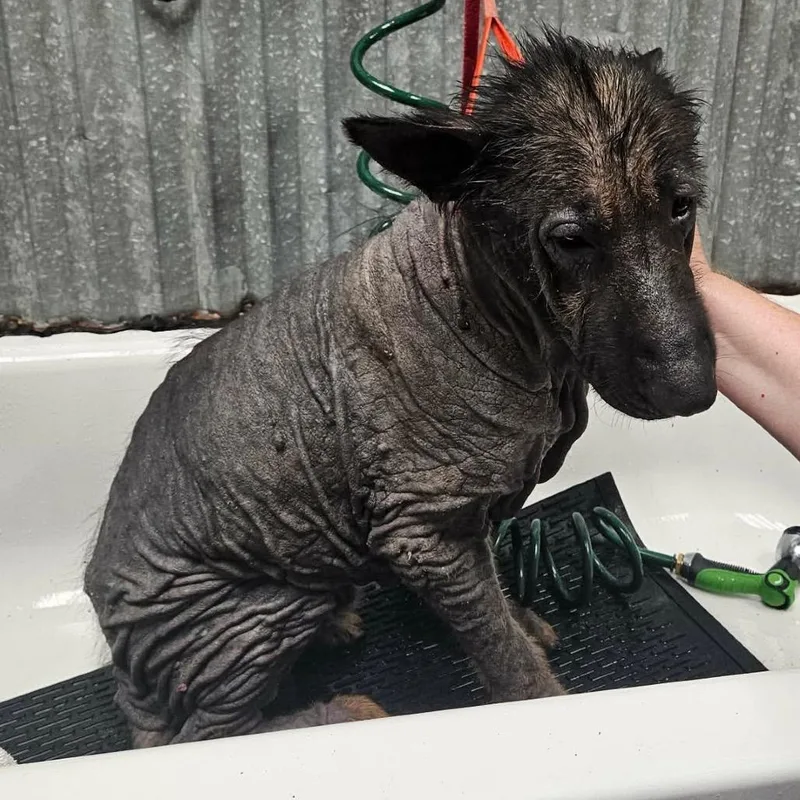 An adult large-sized male Black German Shepherd Dog dog named Morgan for adoption in Tulsa, OK