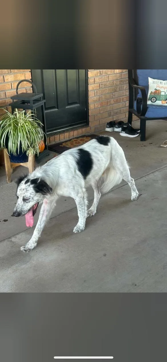 An adult large-sized male Great Pyrenees dog named Auggie for adoption in Welling, OK