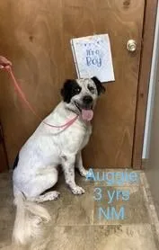 Auggie thumbnail 3