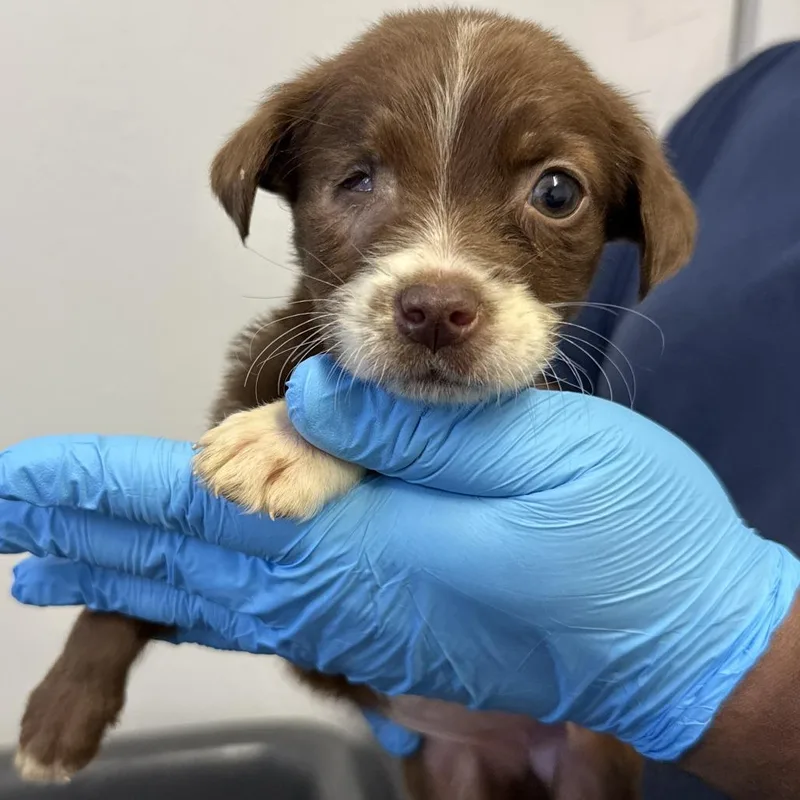 A baby small-sized female Brown / Chocolate Pointer dog named Riley for adoption in Hattiesburg, MS