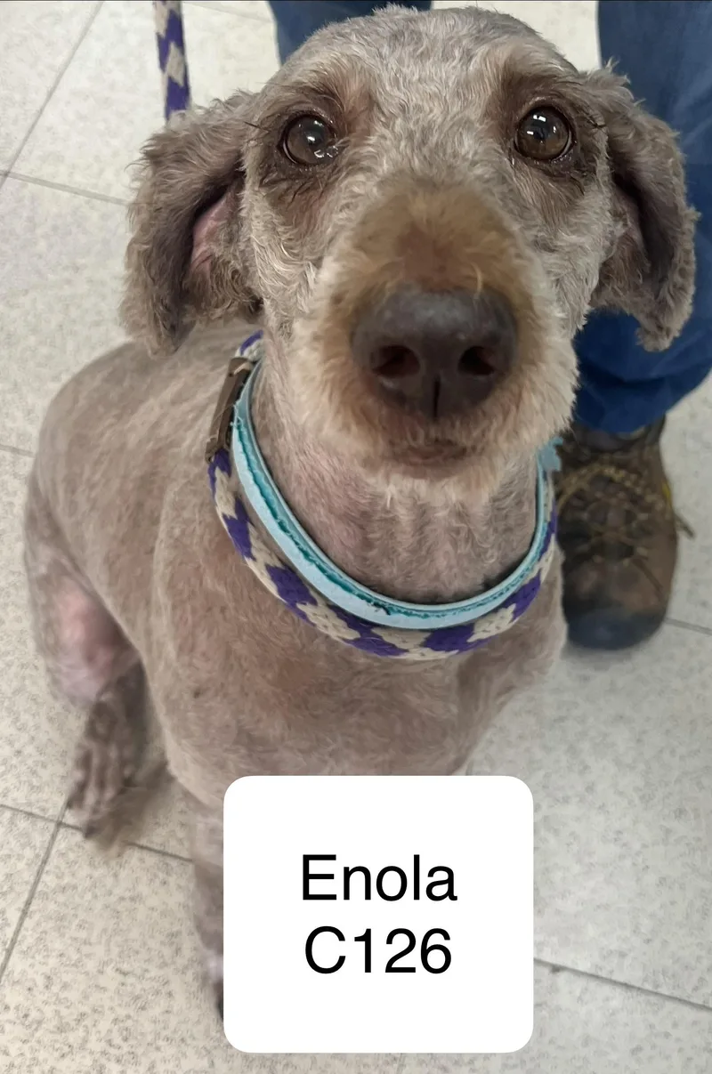 An adult large-sized female Brown / Chocolate Labradoodle dog named Enola C for adoption in Morganton, NC