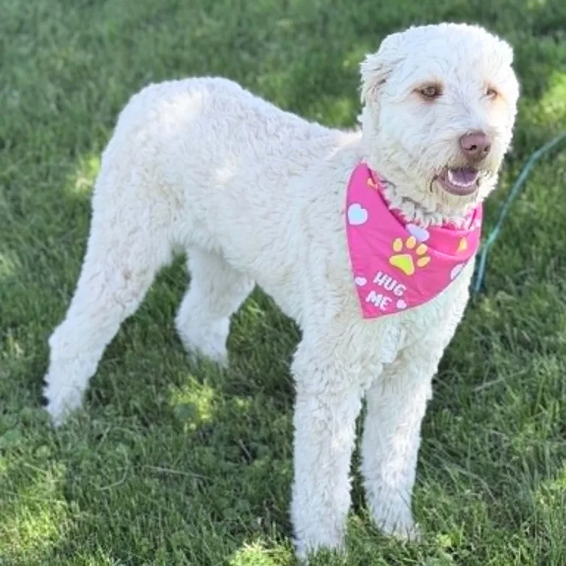 Daisy