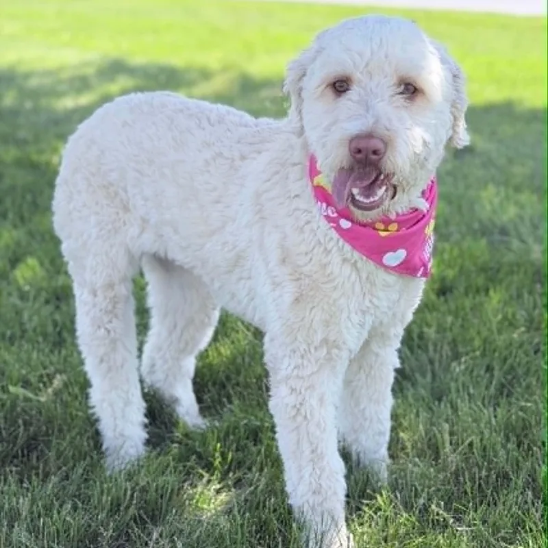 Daisy thumbnail 2