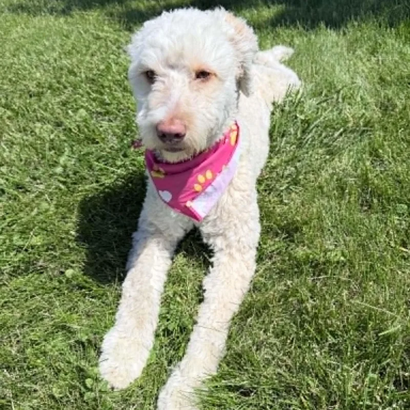 Daisy thumbnail 3