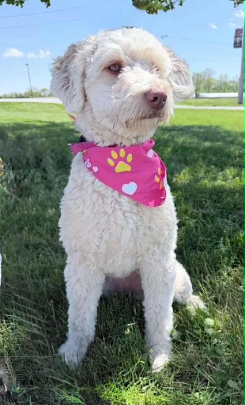 Daisy thumbnail 4