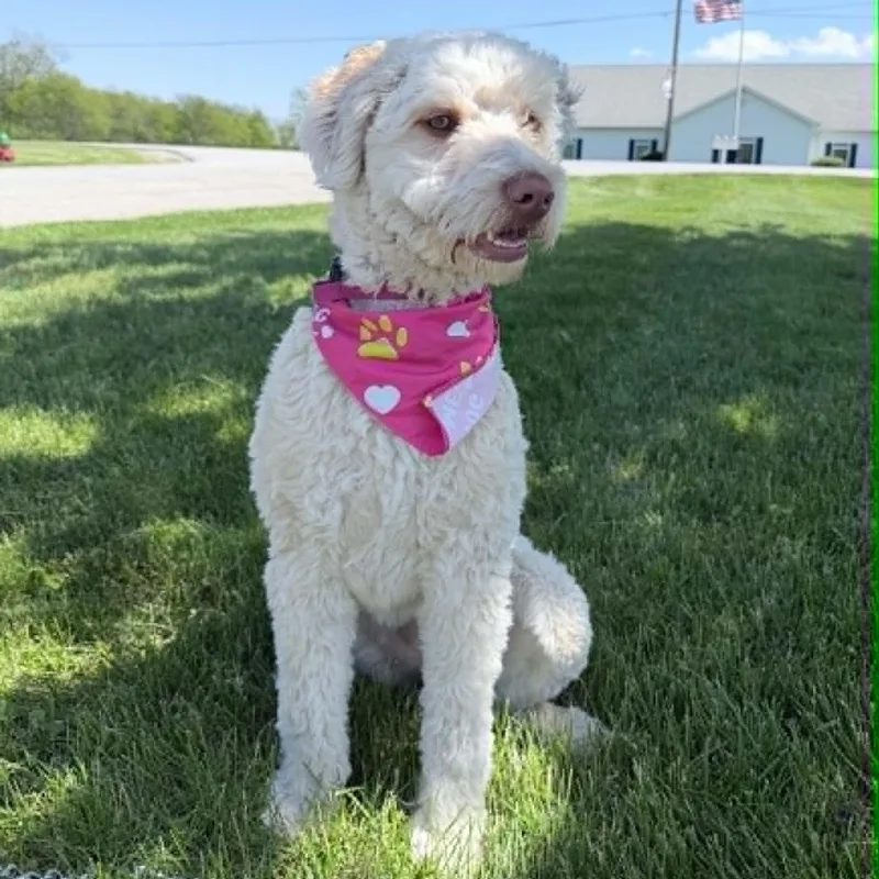 Daisy thumbnail 5