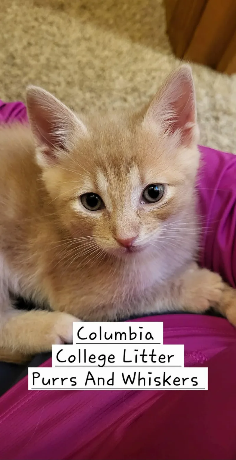 A baby medium-sized male Orange / Red Domestic Short Hair cat named Columbia for adoption in New Hartford, NY