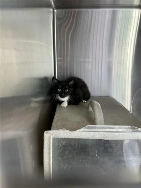A baby small-sized male Domestic Short Hair cat named Tux for adoption in Norco, CA