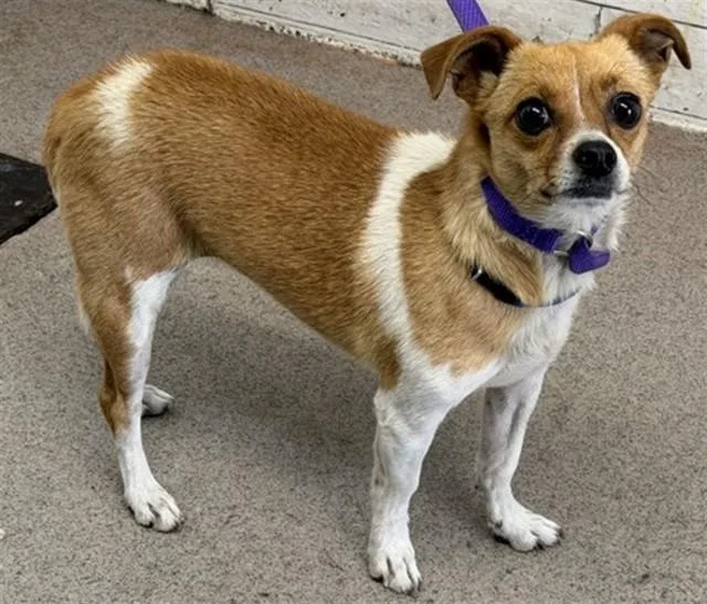 A young small-sized female Chihuahua dog named Rose for adoption in San Bernardino, CA