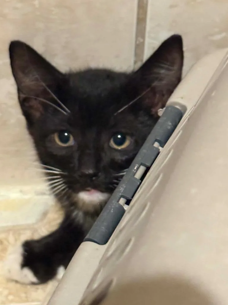 A baby small-sized female Domestic Short Hair cat named Trixie for adoption in Orlando, FL