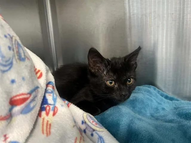 A baby small-sized female Domestic Short Hair cat named Faye for adoption in Tustin, CA