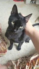An adult small-sized male Black Domestic Short Hair cat named Two Toes for adoption in Moline, IL