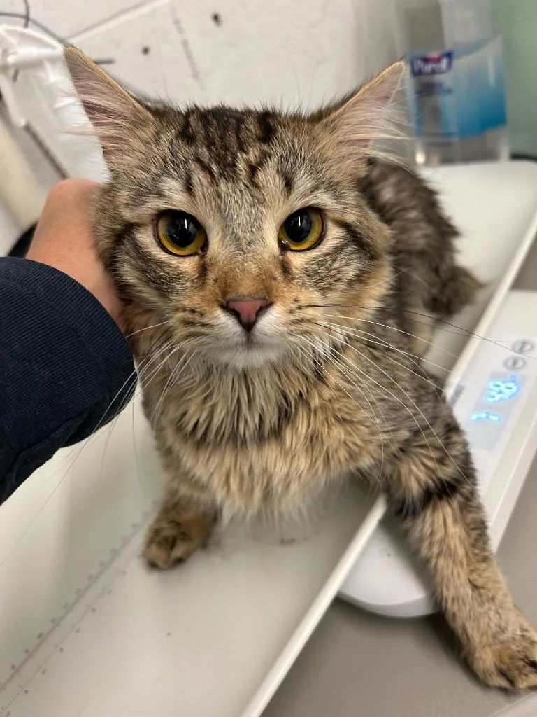 An adult large-sized male Domestic Medium Hair cat named Mako for adoption in Chickamauga , GA