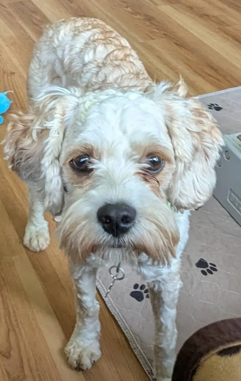 Huckleberry thumbnail 2