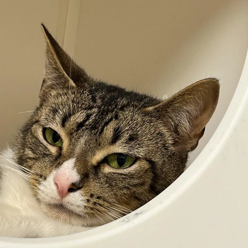 A young medium-sized female White Domestic Short Hair cat named Natasha for adoption in West Palm Beach, FL