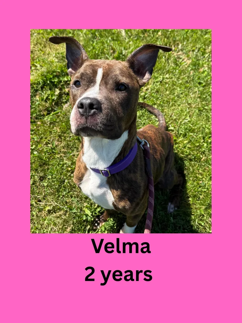 An adult medium-sized female Brindle Pit Bull Terrier dog named Velma for adoption in Ravenna, OH