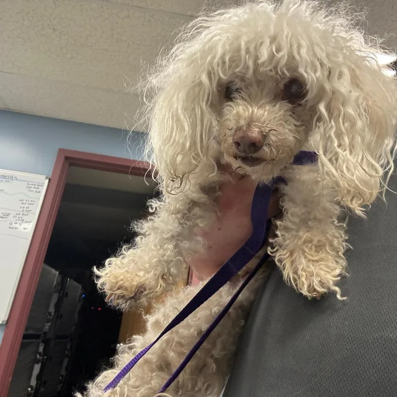 A senior small-sized female White / Cream Poodle dog named Empress for adoption in St Joseph, MO