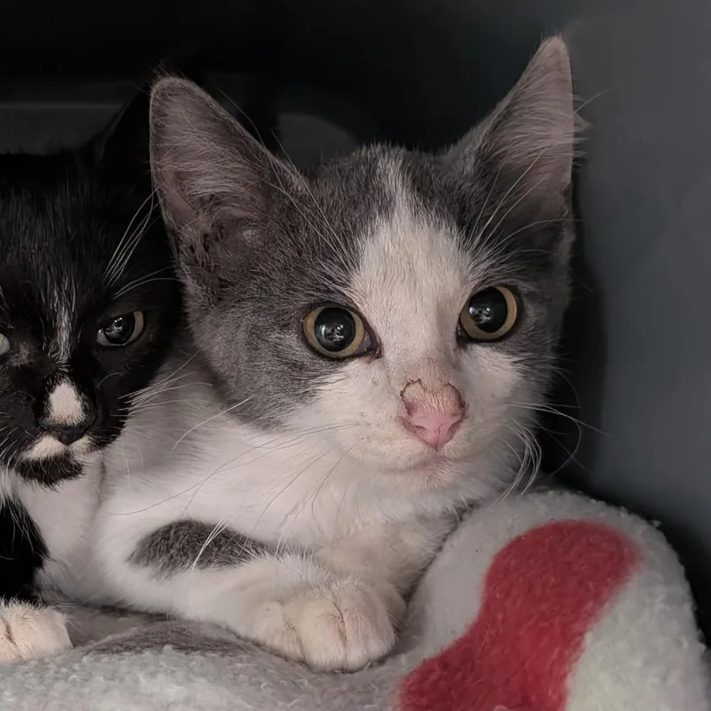 A baby small-sized male Domestic Short Hair cat named Greg for adoption in Emporia, KS