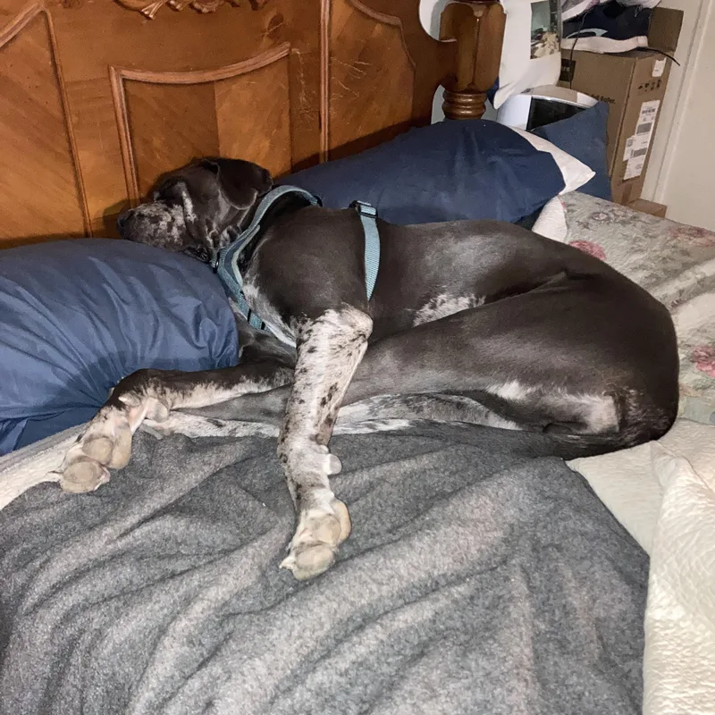 An adult extra large-sized female Great Dane dog named Cookie for adoption in Thayne, WY