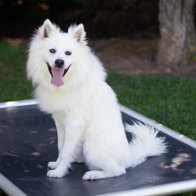 An adult small-sized male Eskimo Dog dog named Gable for adoption in Cumming, GA