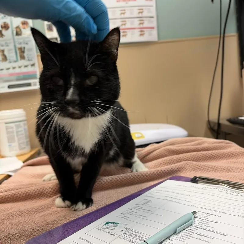 A senior medium-sized female Black Domestic Short Hair cat named Hazel for adoption in Tacoma, WA