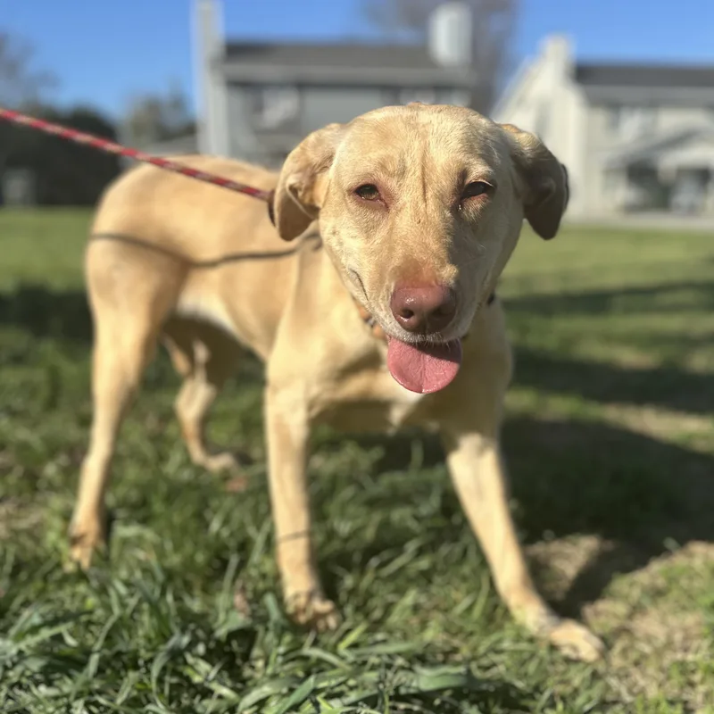A young medium-sized female Yellow / Tan / Blond / Fawn Labrador Retriever dog named Clarkson for adoption in Columbia, SC