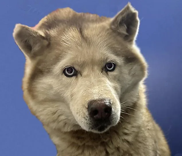 A young large-sized female Husky dog named Delia for adoption in Tucson, AZ
