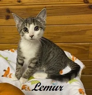 A baby medium-sized female Tabby (Gray / Blue / Silver) Tabby cat named Lemur for adoption in Southern Pines, NC