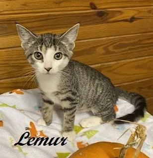 Lemur thumbnail 2