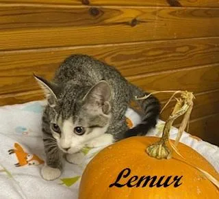 Lemur thumbnail 3
