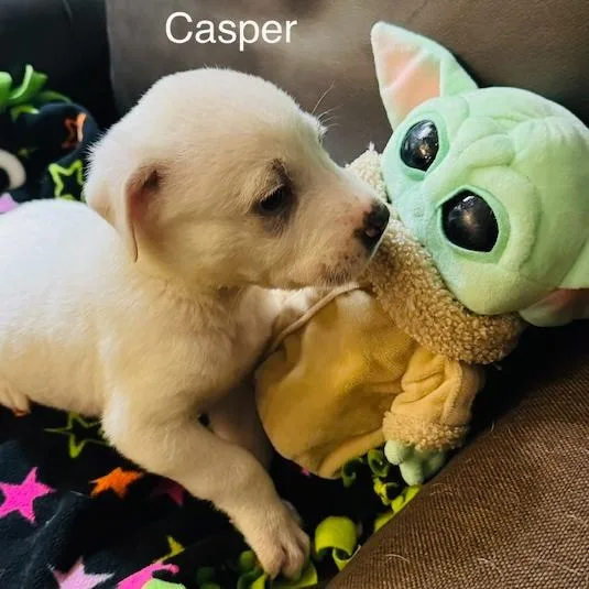 Casper thumbnail 3