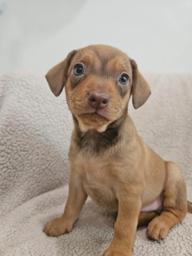 A baby small-sized male Chihuahua dog named Macaroni Rosie Pup for adoption in Los Angeles, CA