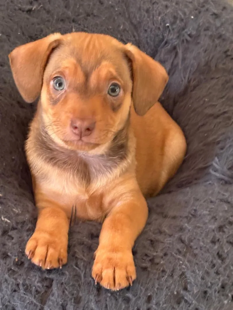 Macaroni  Rosie Pup thumbnail 2