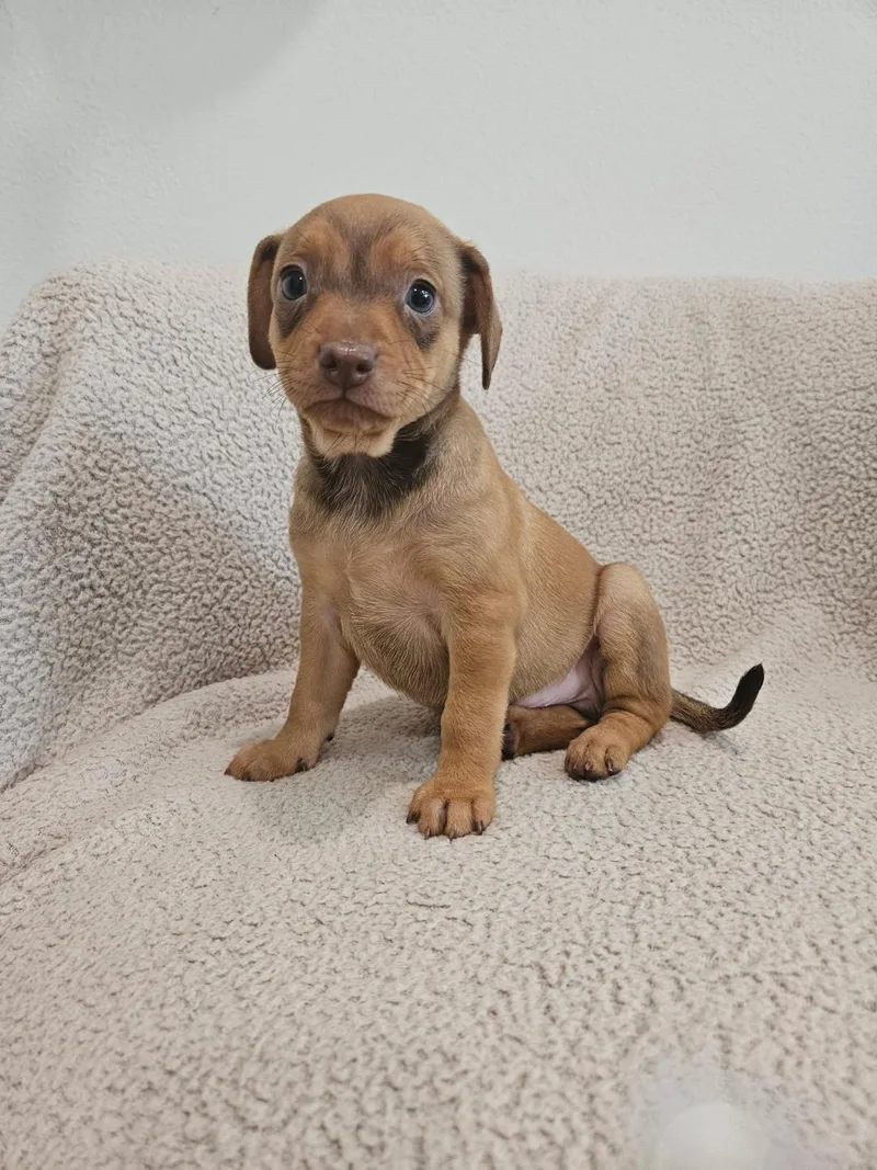 Macaroni  Rosie Pup thumbnail 3
