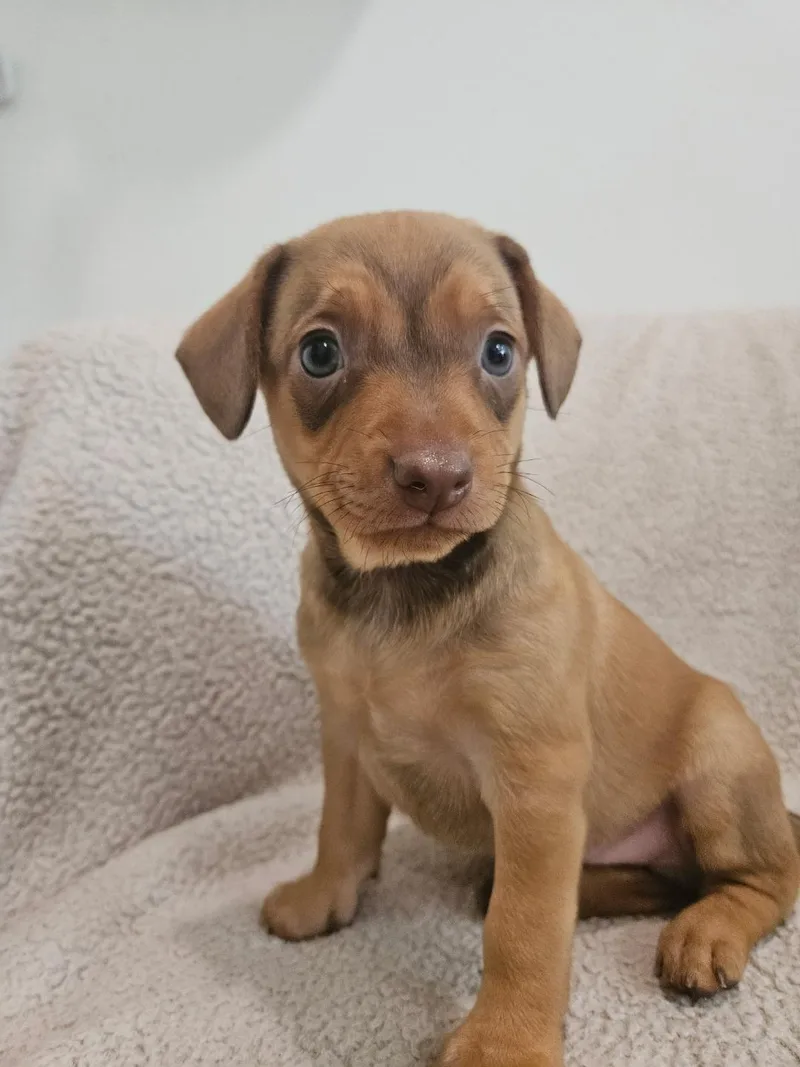 Macaroni  Rosie Pup thumbnail 4