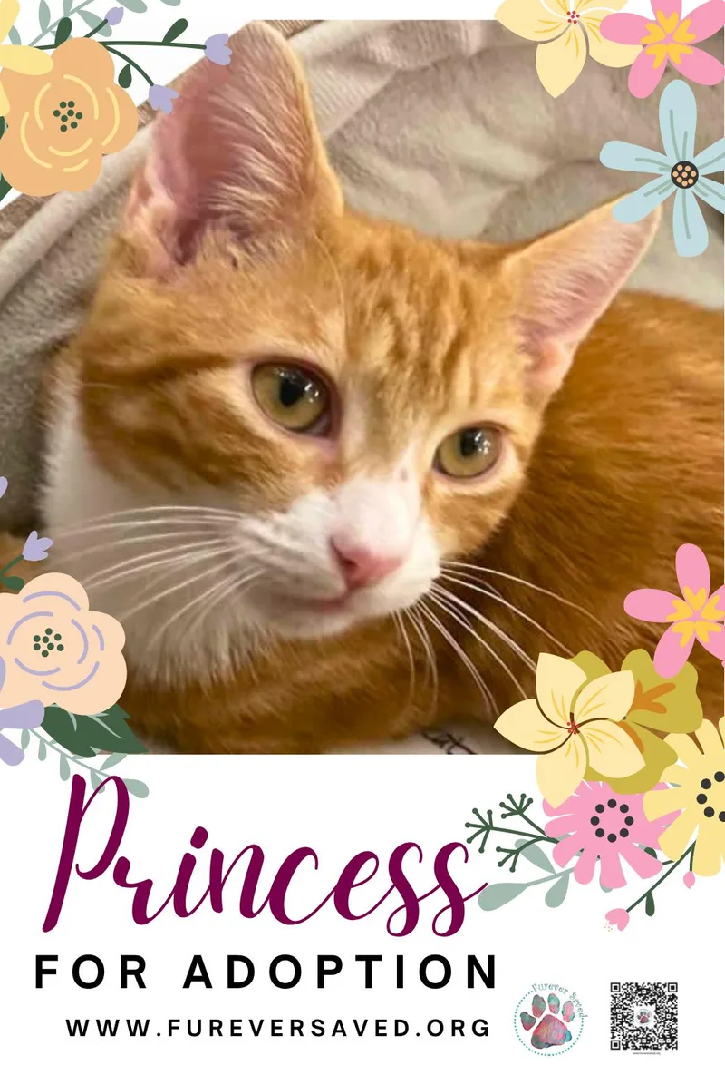 A baby medium-sized female Orange / Red Domestic Short Hair cat named Princess for adoption in Miami, FL