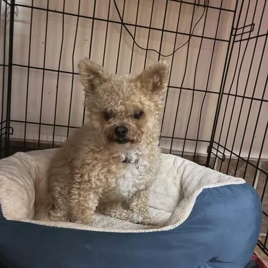 An adult small-sized female White / Cream Yorkshire Terrier dog named Allie for adoption in Martinsburg, WV