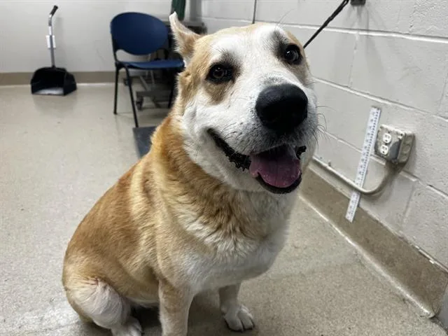 An adult large-sized male German Shepherd Dog dog named Kenai for adoption in Grand Prairie, TX