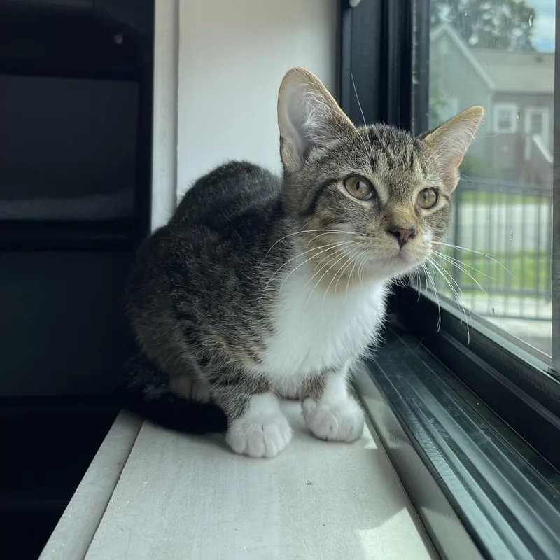 A baby small-sized male White Domestic Short Hair cat named August for adoption in Winston Salem, NC