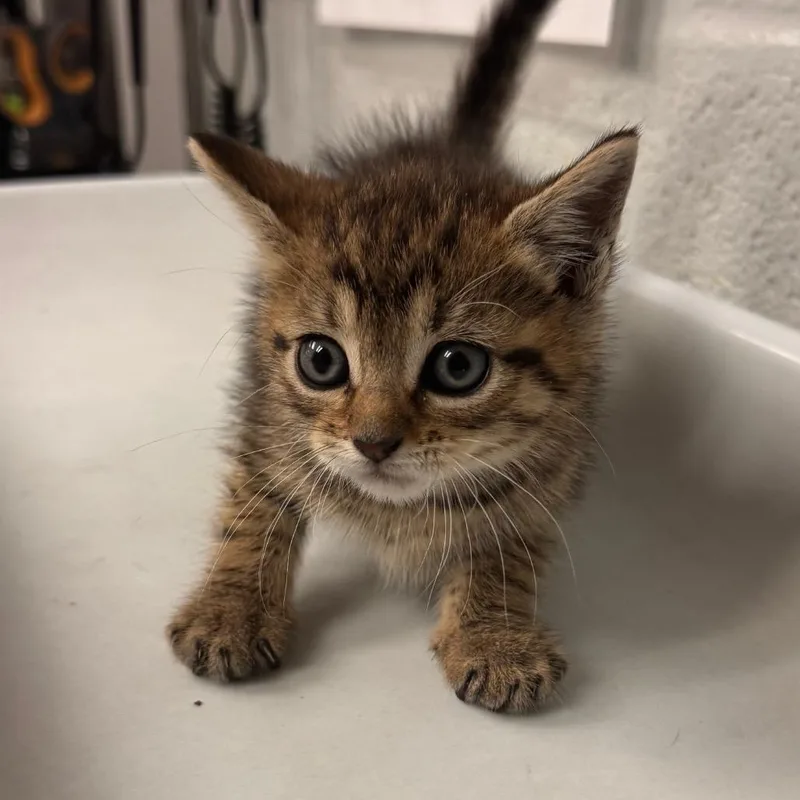 A baby small-sized female Brown / Chocolate Domestic Short Hair cat named PriyankaAT PETCO for adoption in Birdsboro, PA