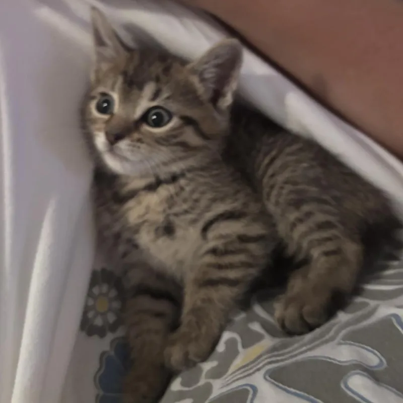 PriyankaAT PETCO thumbnail 2