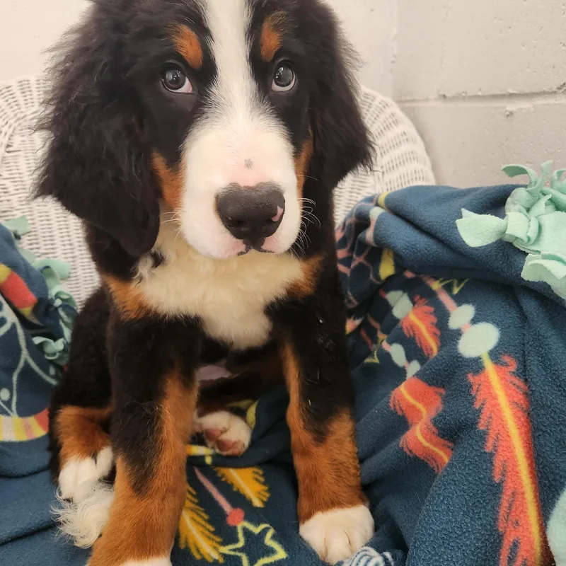 A baby large-sized male Tricolor (Brown, Black, & White) Bernese Mountain Dog dog named Samson for adoption in Smithfield, PA