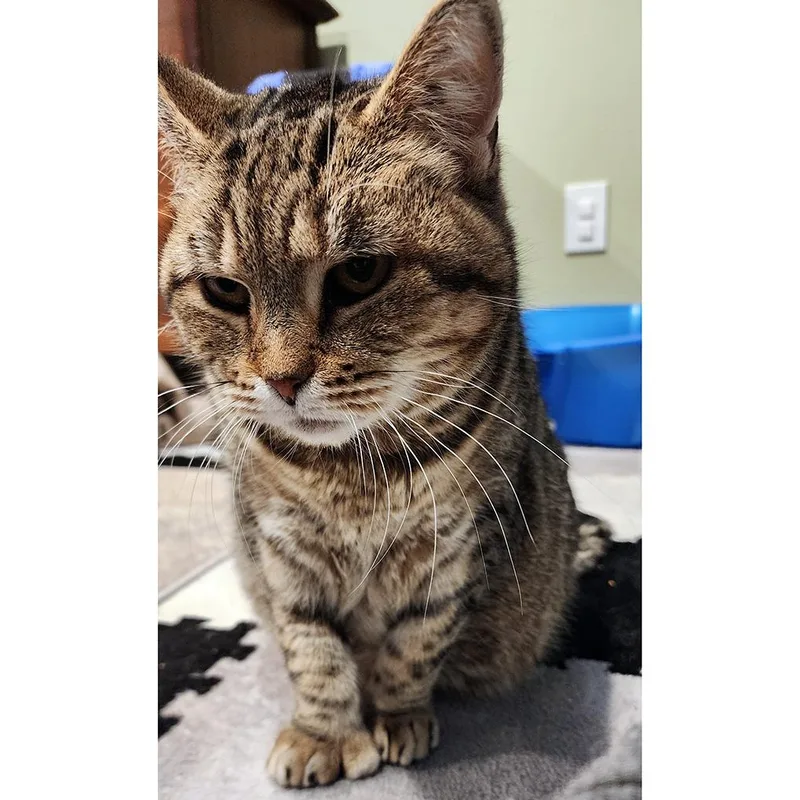 Chrysalis thumbnail 2